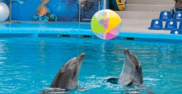 Dolphin show